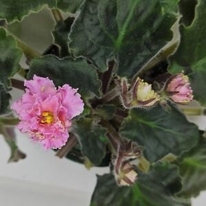 Mother Plant LE-ZLATO SKIFOV GOLD OF SCYTHIANS Named Variety Of AV